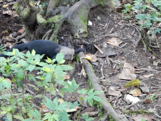 At Bella Vista we even saw some really cute mammals. I can't remember what this one was called but I recall the guide saying it was part of the weasel family.