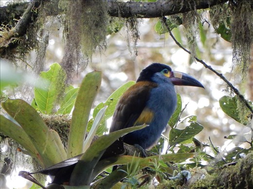 We had heard from other bird watchers there was a Tucan in the area. On one of our hike we were able to see two of them hanging out in a tree together.