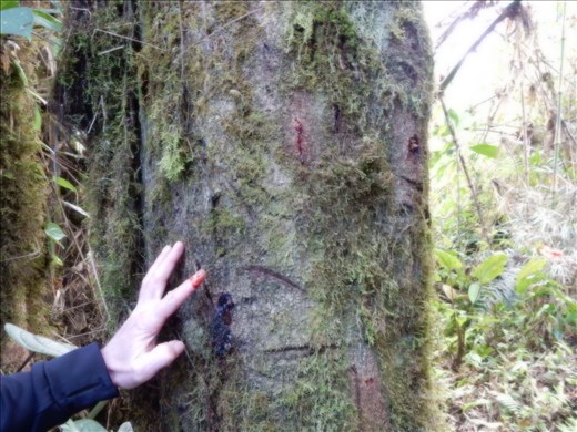 Nope I didn't cut my finger. That's the sap from the Blood Dragon tree. If you rub it into your skin it turns white and is used for many different purposes such as sun block (think zinc on the nose) acne, and an antiseptic. Of course this lead to mass harvesting of these trees for the sap. 