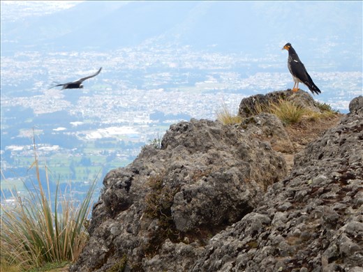 Once we got to the top of the volcano we were treated to Andes Condors soaring around us. We were told this was very rare to see them this close since there are only 108 of them left in Ecuador.. Even better was having the camera ready to take this picture. The guide Jose was very excited and asked for a copy of it immeidately.