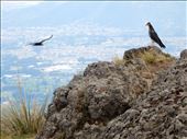 Once we got to the top of the volcano we were treated to Andes Condors soaring around us. We were told this was very rare to see them this close since there are only 108 of them left in Ecuador.. Even better was having the camera ready to take this picture. The guide Jose was very excited and asked for a copy of it immeidately.: by danidawnandstevo, Views[624]