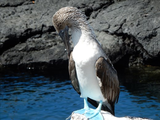 We love boobies! This is the famous Blue Footed Boobie. The girl boobies love the boy boobies that have the bluest feet, it's a sign of good health. 