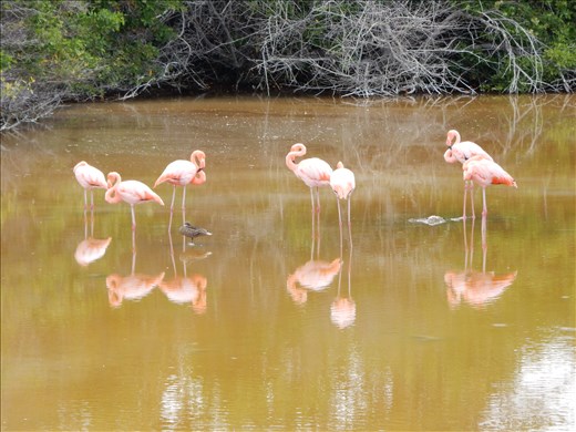Some flamingos hanging out just down from our hotel. 