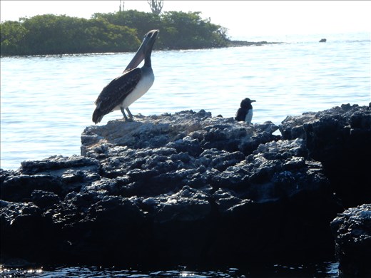 Penguin standing next to pelican. We were told a better photo would of been Penguin standing next to cactus but we were unable to capture that one. 