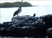 Penguin standing next to pelican. We were told a better photo would of been Penguin standing next to cactus but we were unable to capture that one. : by danidawnandstevo, Views[722]