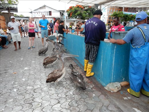 Pelicans waiting in line at the fish market on Santa Cruz. 