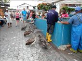 Pelicans waiting in line at the fish market on Santa Cruz. : by danidawnandstevo, Views[683]