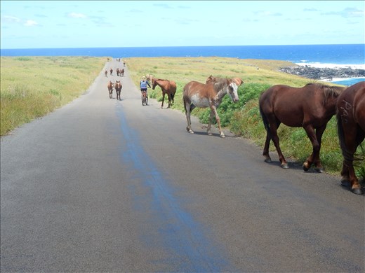 So many horses on the island roaming free. We still are not really sure why there are so many. 