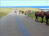 So many horses on the island roaming free. We still are not really sure why there are so many. : by danidawnandstevo, Views[286]