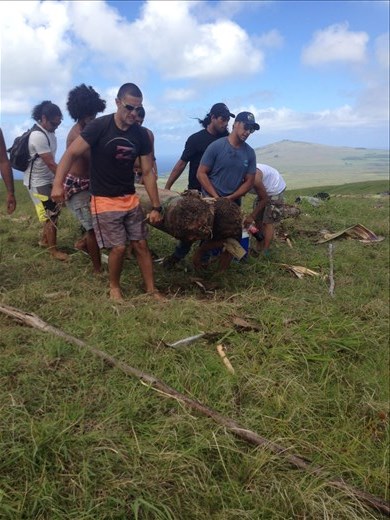 Carrying the Banana Tree into position.