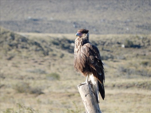 Just a sample of the wildlife here in Patagonia. This is a Crested Cara Cara. He's a scavenger waiting for a car to run a bunny over. Other animals we have see here include a fox, bunnies, eagles, condors and a not so wild bull name Pepi. 