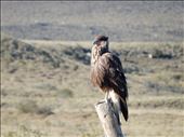 Just a sample of the wildlife here in Patagonia. This is a Crested Cara Cara. He's a scavenger waiting for a car to run a bunny over. Other animals we have see here include a fox, bunnies, eagles, condors and a not so wild bull name Pepi. : by danidawnandstevo, Views[375]