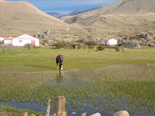 Since it's so windy the ranches use poplar trees which are as they say here 