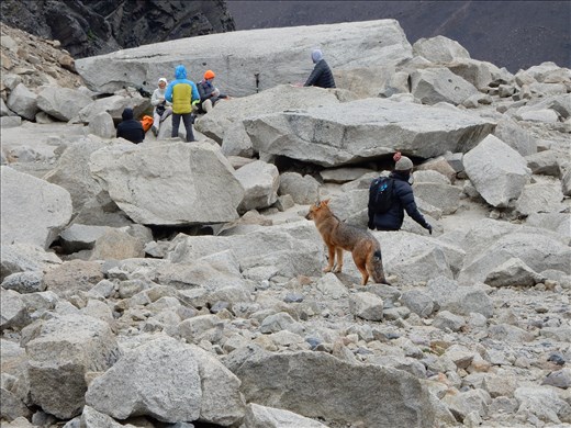 There was a fox wandering around at the top of Torres del Paine. 