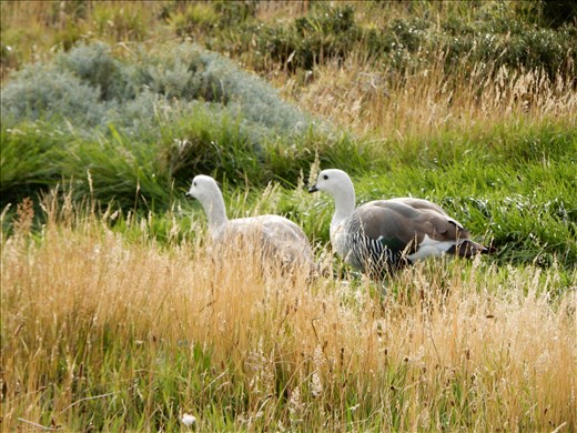 Some photos of geese. Bella Vista bird watching had a effect on us. 