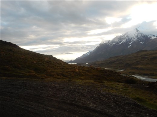 These are the tasty Patagonia camels we ate the other night called Guanaco. 