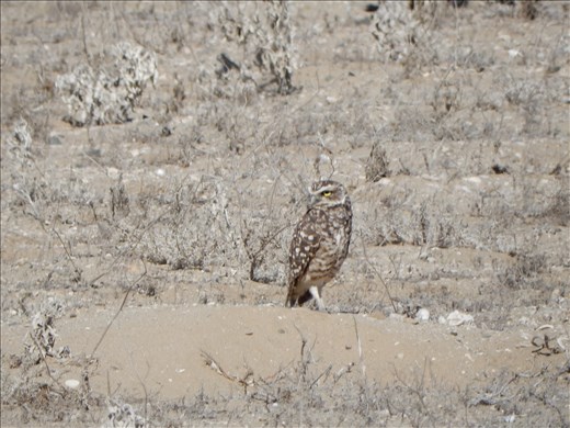 On our way to Isla Damas we caught a pic of a ground owl.