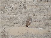 On our way to Isla Damas we caught a pic of a ground owl.: by danidawnandstevo, Views[344]