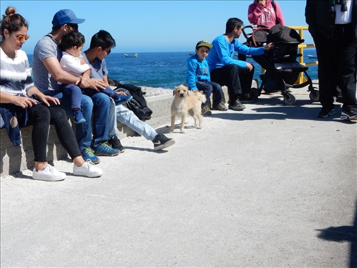 While waiting for the boat to take us to Isla Damas we spotted Chilean Baxter. 
