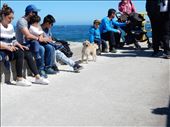 While waiting for the boat to take us to Isla Damas we spotted Chilean Baxter. : by danidawnandstevo, Views[408]