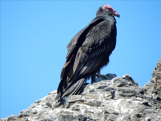 Vulture on Isla Damas. 