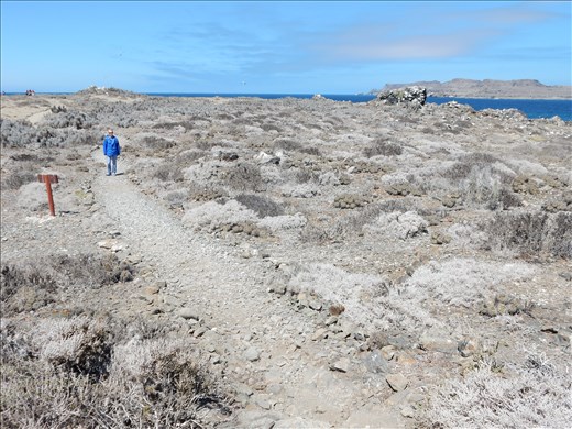 Isla Damas or as I call it Scrub Island. All we saw were gulls, vultures and cactus. 
