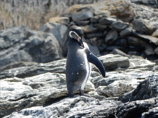 After Isla Damas we got back on the boat and were taken to see penguins on another island. We were not allowed to go on the island but were able to see them from on the boat. 