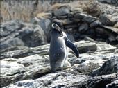 After Isla Damas we got back on the boat and were taken to see penguins on another island. We were not allowed to go on the island but were able to see them from on the boat. : by danidawnandstevo, Views[282]