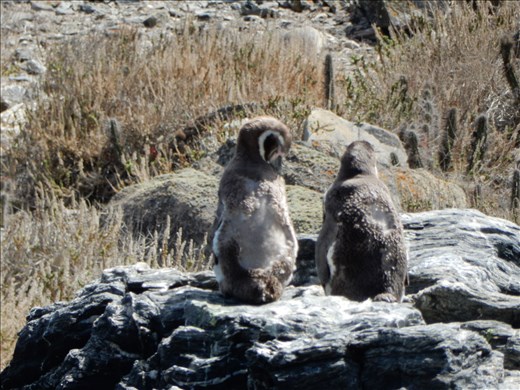 Not the best viewing experience from the boat but we were able to see them waddling around doing what penguins do. 