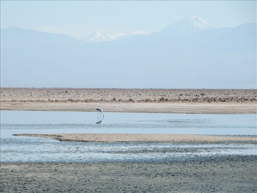 Day two we visited Laguna de Chaxa Salt Flat home of one of three species of flamingo called the James Flamingo. The two other species are the Chilean and Andean Flamingo. Some are pinker than others  depending if their diet is from algae or brine shrimp. 