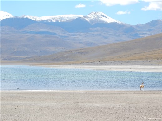 Vicuna is one of three different species of South American camel. They have the finest wool in the world and it grows to only 2 centimeters long.  Only 1 centimeter can be cut at a time otherwise they will freeze. 