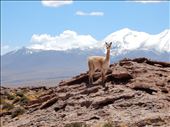 Vicuna up close.: by danidawnandstevo, Views[237]