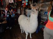 At a mini mart and a llama walks in. After he spit at a few customers the store owner coaxed him out with chocolate. : by danidawnandstevo, Views[317]