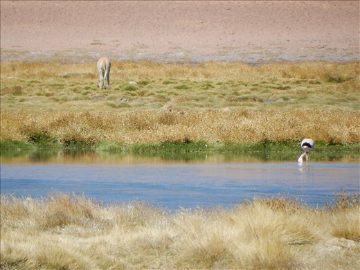 Vicuna and flamingo living in harmony. 