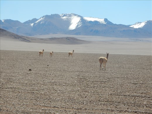 Vicuna roaming the crater. 