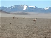 Vicuna roaming the crater. : by danidawnandstevo, Views[431]