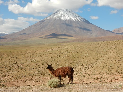 Llama vs the volcano. 
