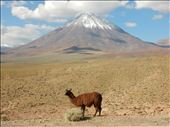 Llama vs the volcano. : by danidawnandstevo, Views[358]