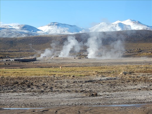 Last day in San Pedro de Atacama we visited the Tatio Geyser field. 