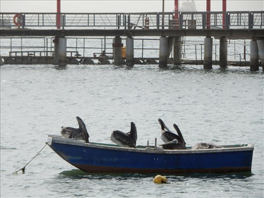 What's funnier than one pelican in a boat? Three pelicans in a boat. 