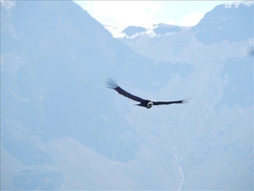 With a wing span up to 9 feet you can hear the wind when they soar over you. 