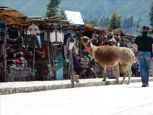 Llama and hawk at the market. 