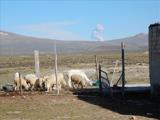 On our way to Puno we stopped at a road side cafe with a view of an active volcano. 