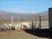 On our way to Puno we stopped at a road side cafe with a view of an active volcano. : by danidawnandstevo, Views[334]