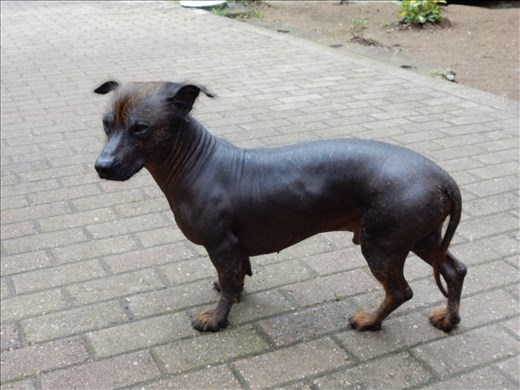 Of all the stray dogs we've seen roaming around South America this one is hands down my favorite. 