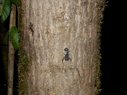 Up close and personal in a canoe with a scorpion. 
