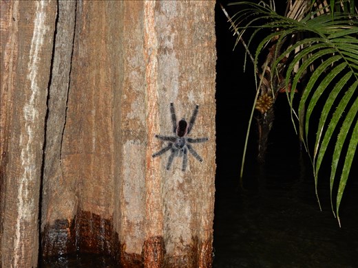 Found plenty of insects on the night time adventures. 