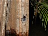 Found plenty of insects on the night time adventures. : by danidawnandstevo, Views[407]