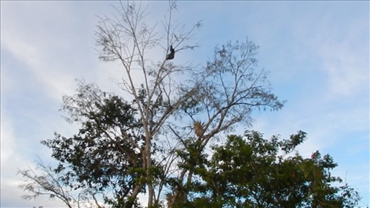 We spotted a sloth high up in a tree. 