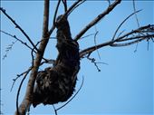 He was a little wet indicating he just swam across the river. We spent a week in the jungle and only came across two sloths. : by danidawnandstevo, Views[547]
